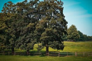 Biodiversität und Stabmattenzaun
